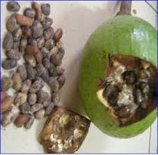 جوز کالاباش